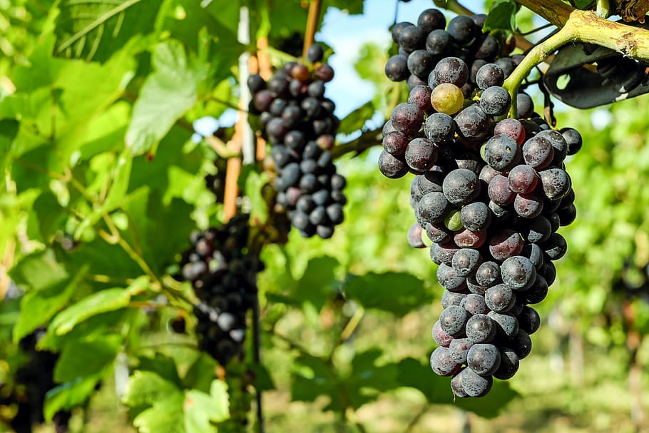 grapes fruit, vine, grapevine, winegrowing, ripe grapes, blue, HD wallpaper