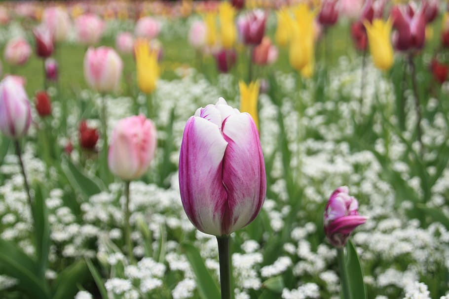 tulip, flower, spring, summer, nature, bloom, blossom, garden HD wallpaper