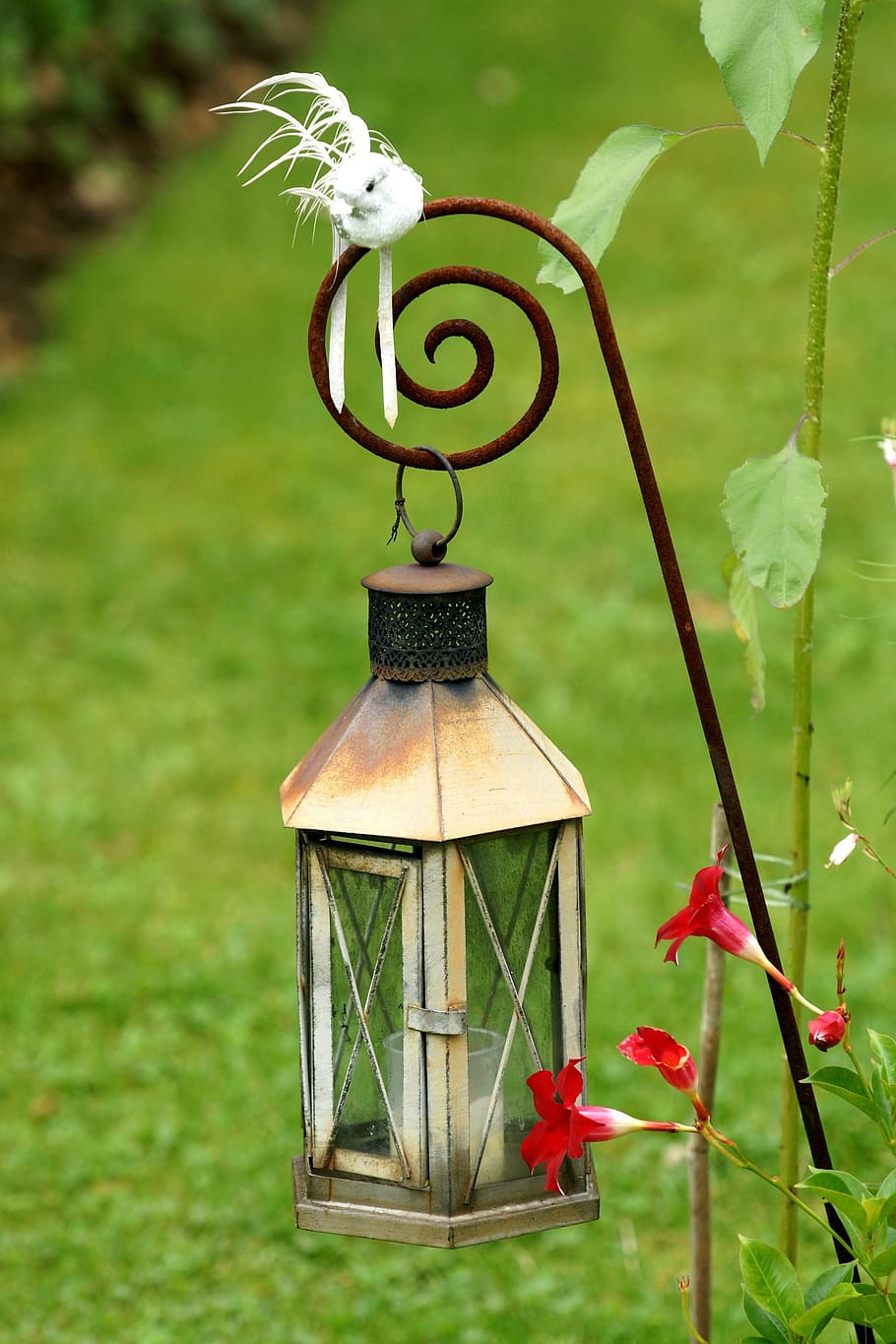lantern, light, lighting, lamp, candle, artfully, plant, nature HD wallpaper