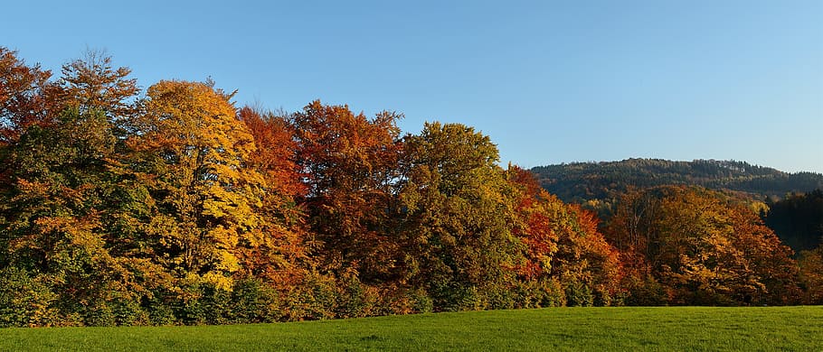 autumn, panorama, trees, plant, nature, beauty in nature, scenics - nature HD wallpaper