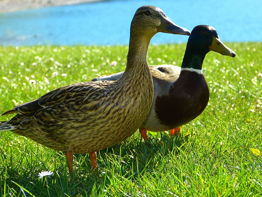 ducks, mallards, drake, bird, nature, water, water bird, animals HD wallpaper