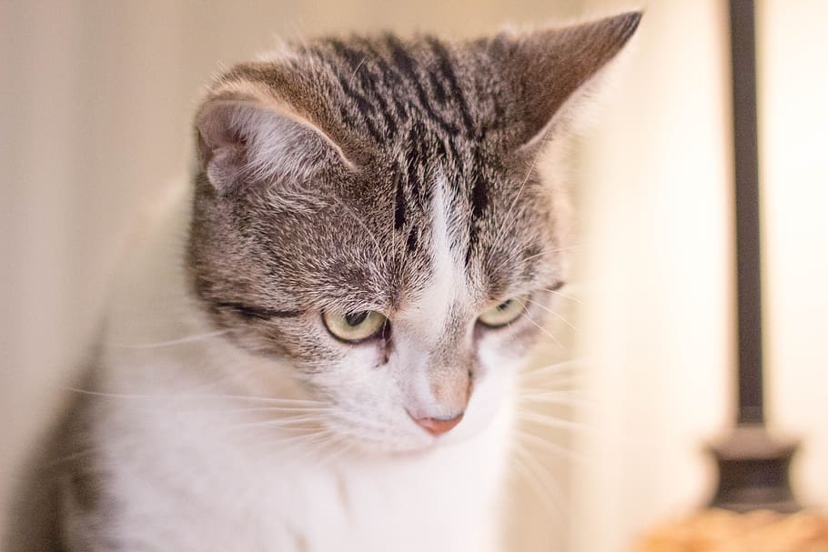 Cat, Pet, Animal, pets, domestic Cat, cute, domestic Animals HD wallpaper