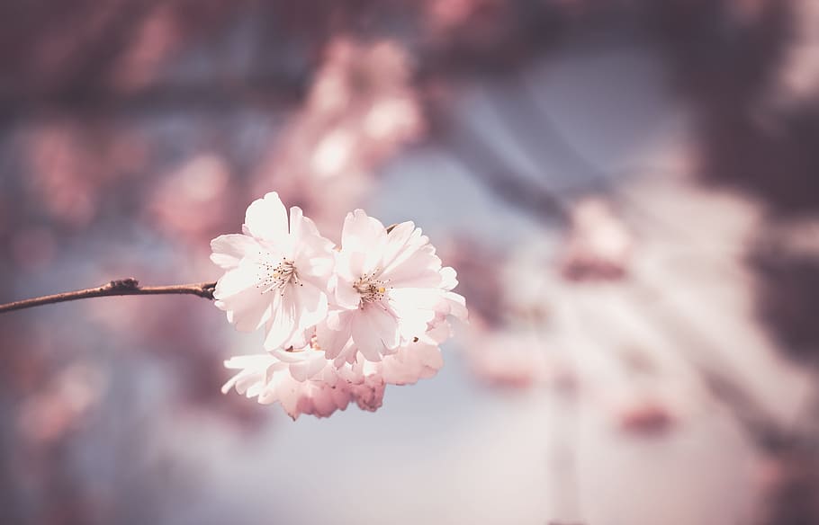 cherry blossom selective photography, pink, flower, tree, bloom HD wallpaper