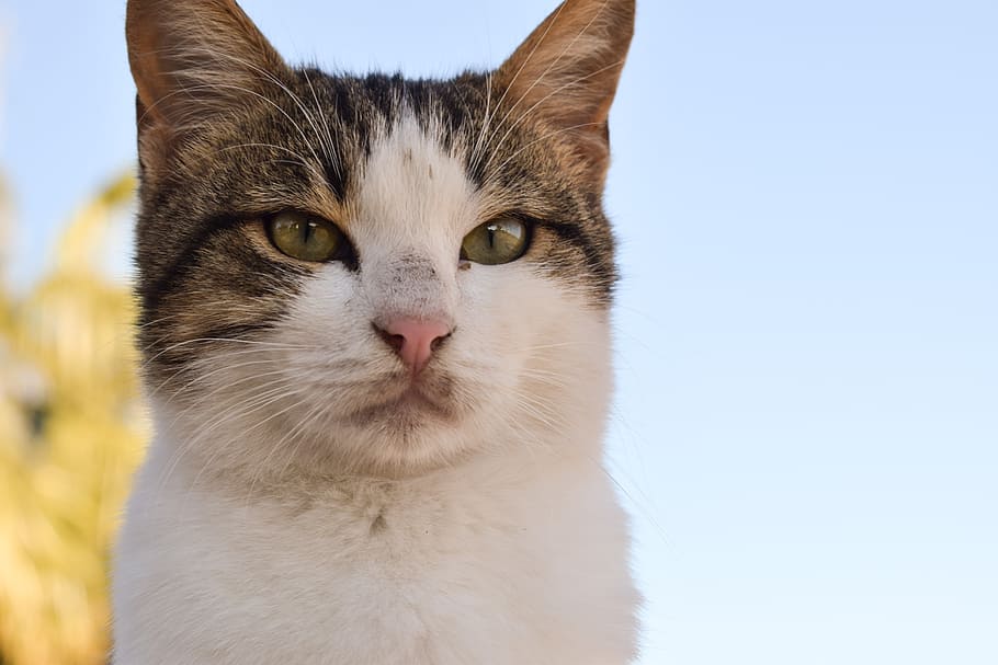 selective focus photography gray tabby cat, stray, face, eyes HD wallpaper