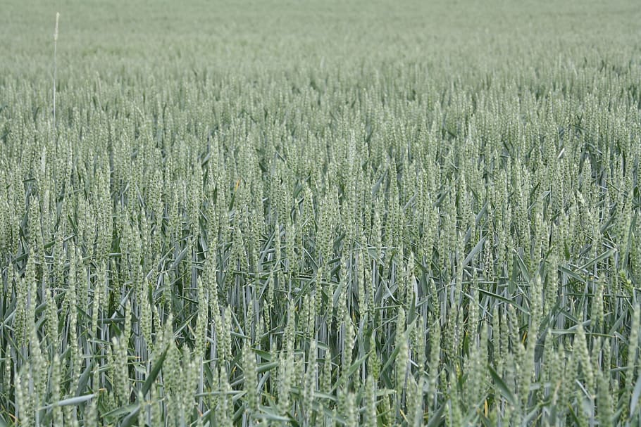 wheat, summer, field, mature, biological, cornfield, agriculture HD wallpaper