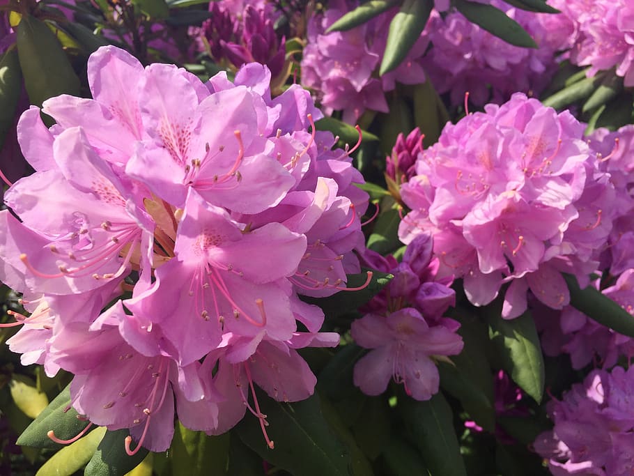 flowers, flowering plant, vulnerability, fragility, freshness HD wallpaper