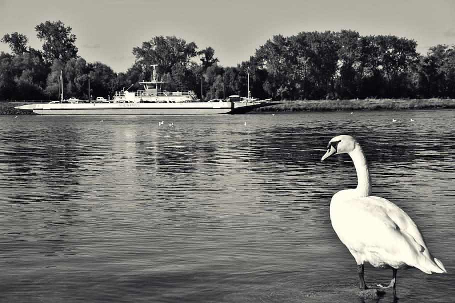 swan, ferry, rhine, boot, water, ship, car ferry, crossing HD wallpaper