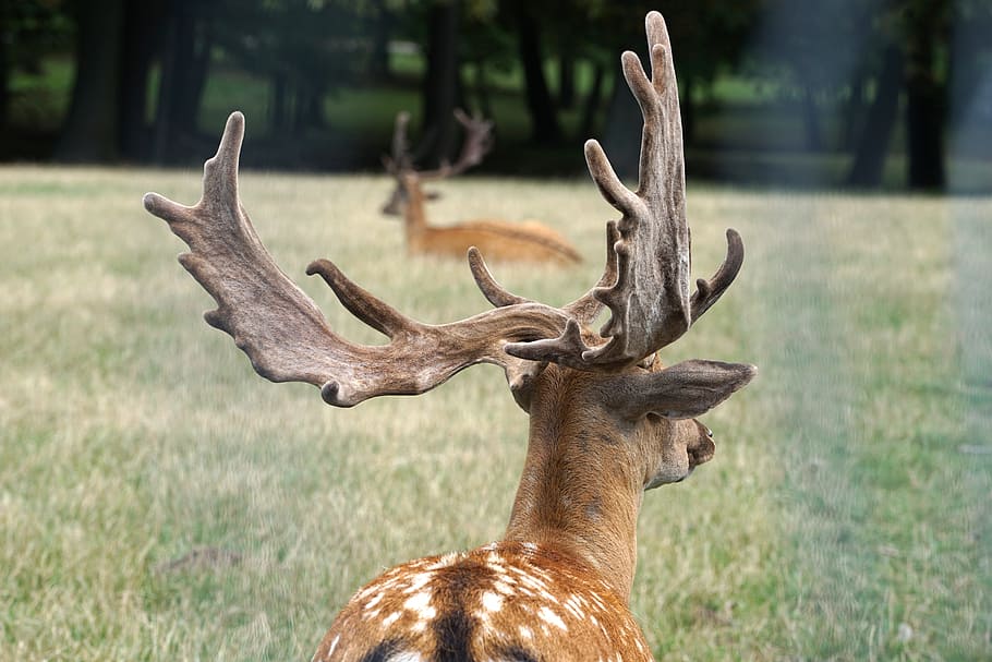 fallow deer, wild, antler, nature, forest, red deer, hirsch HD wallpaper