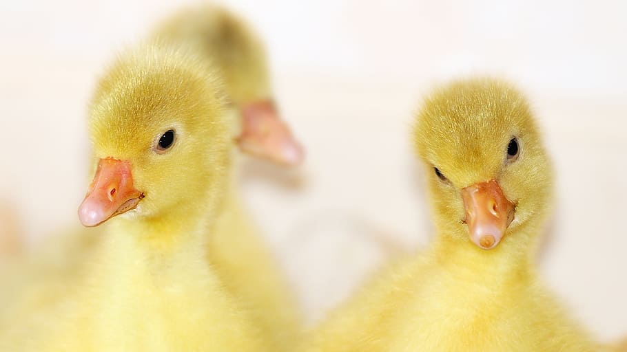 two yellow ducklings, animal, goose, bird, poultry, gander, domestic goose, HD wallpaper