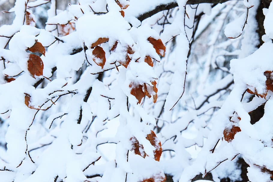 Leaf, Leaves, White, Winter, Branch, branches, flora, cold HD wallpaper