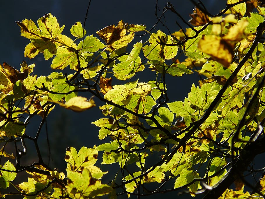 mountain maple, autumn, backlighting, acer pseudoplatanus, deciduous tree, HD wallpaper