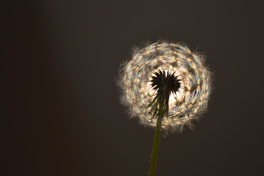 light, dandelion, furry, flower, plant, flowering plant, fragility HD wallpaper