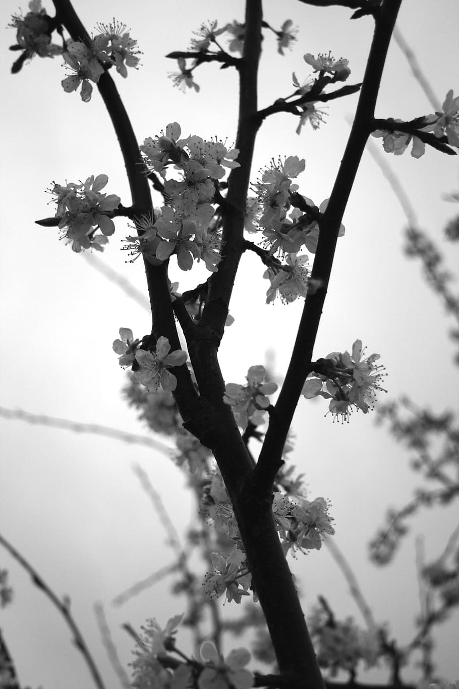 plum, white, spring, plant, tree, flower, growth, flowering plant HD wallpaper