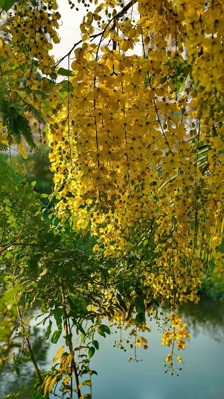 1IMG_5269 Amaltas - Cassia fistula in Jim Corbett National… | Flickr