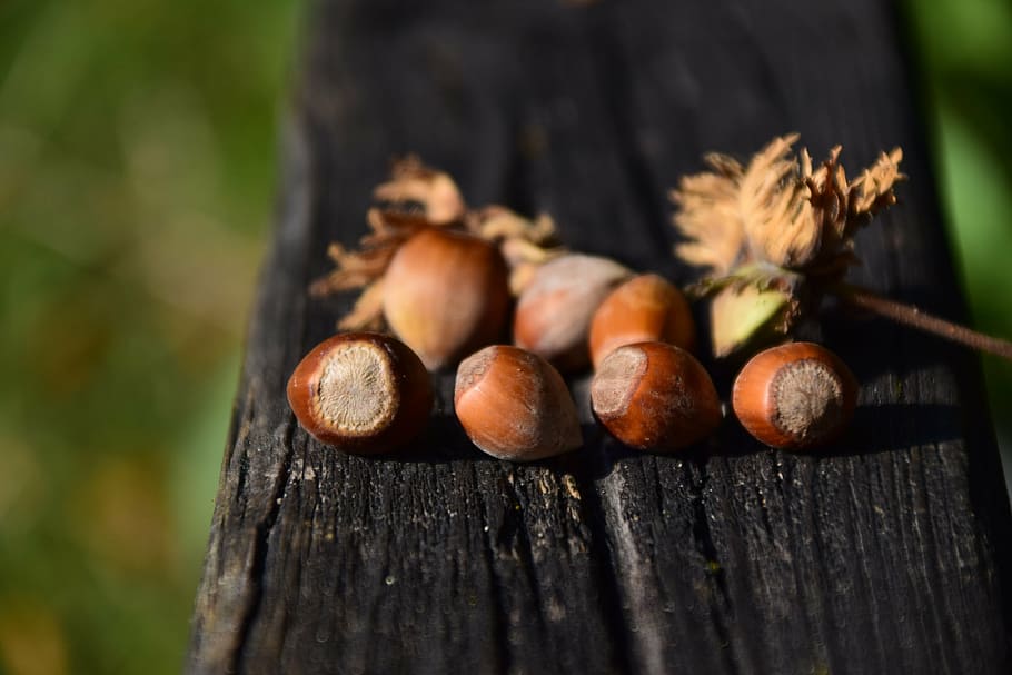 brown chestnut on black wooden surface, nuts, hazelnuts, food HD wallpaper
