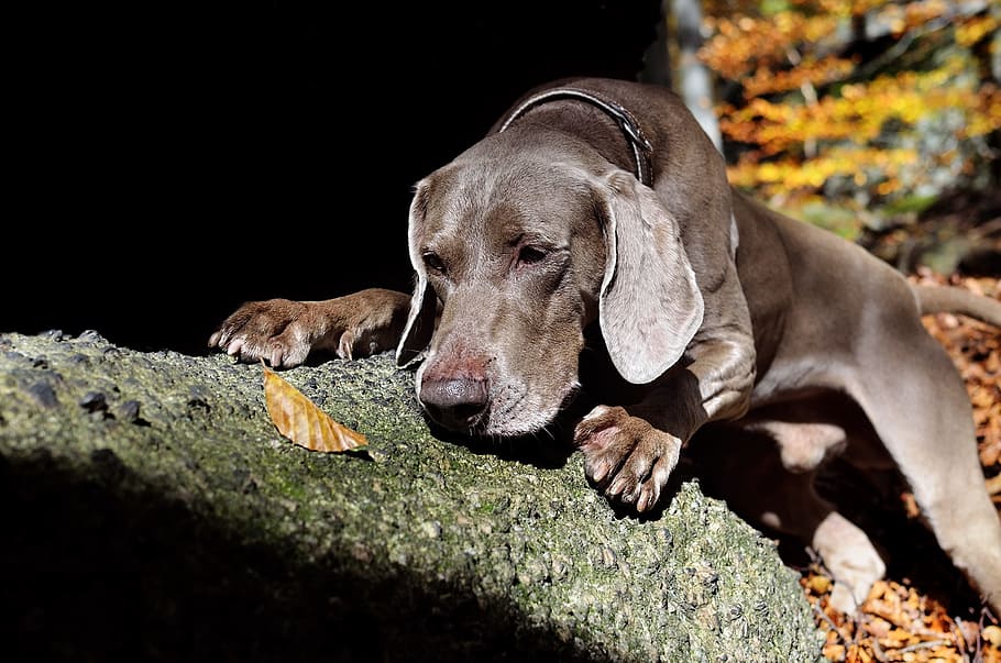 weimaraner, autumn, dog, animal themes, mammal, one animal HD wallpaper