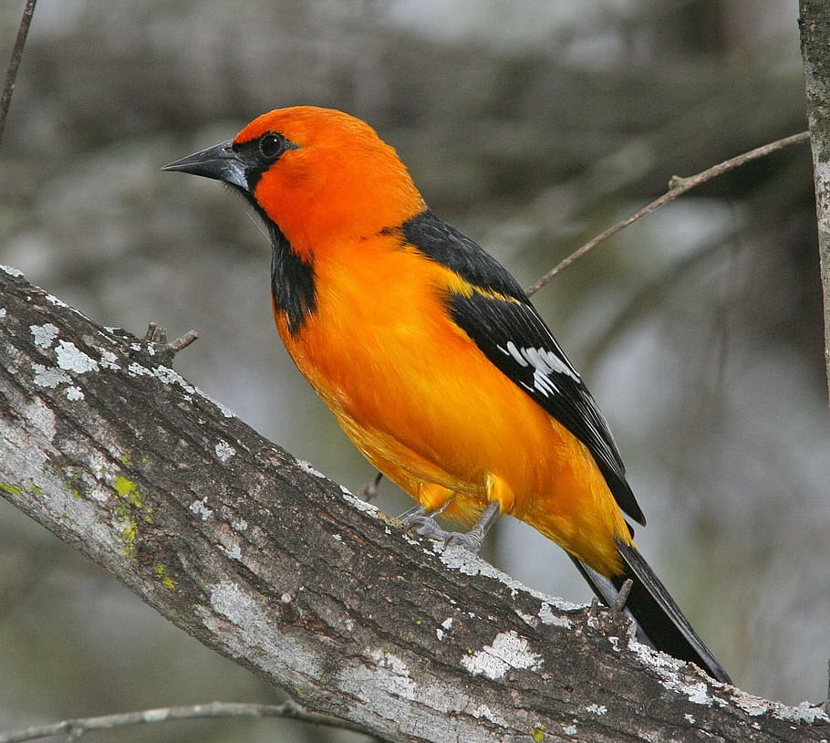 orange and black bird on tree branch, oriole, perched, nature HD wallpaper