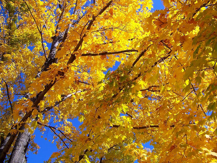 autumn, fall, maple, tree, leaves, yellow, plant, beauty in nature HD wallpaper