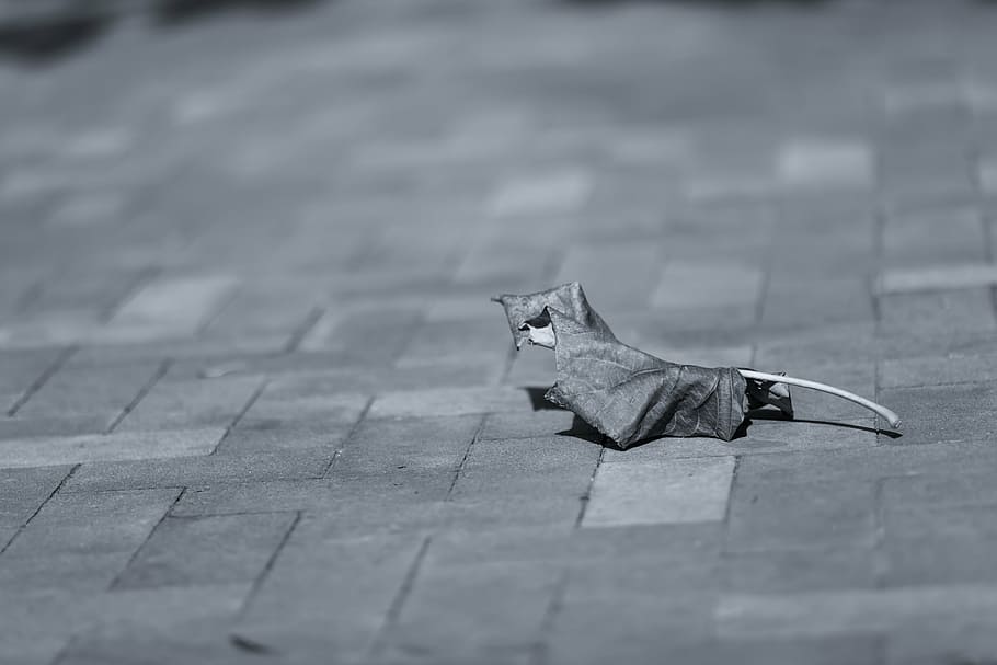 grayscaled photography of leaf on floor, paver, still, items HD wallpaper