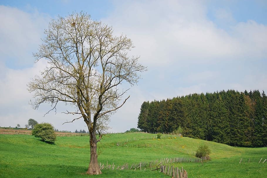Lime Tree, Houffalize, Coniferous, depth composition, field HD wallpaper