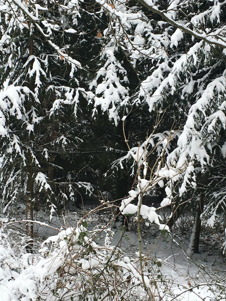 winter, frost, snow, cold temperature, tree, plant, beauty in nature HD wallpaper