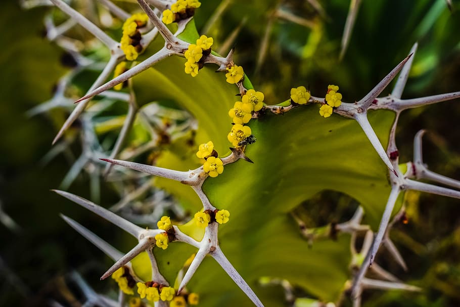 cactus, thorns, flowers, yellow, nature, plant, flora, spike HD wallpaper