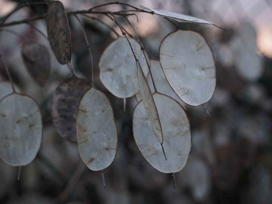 silver leaf, lunaria, silberling, judas schilling, honesty
