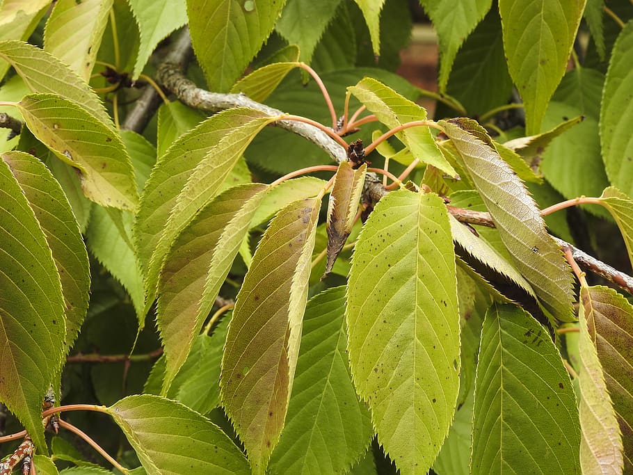 leaf, nature, flora, growth, closeup, garden, branch, plant part HD wallpaper