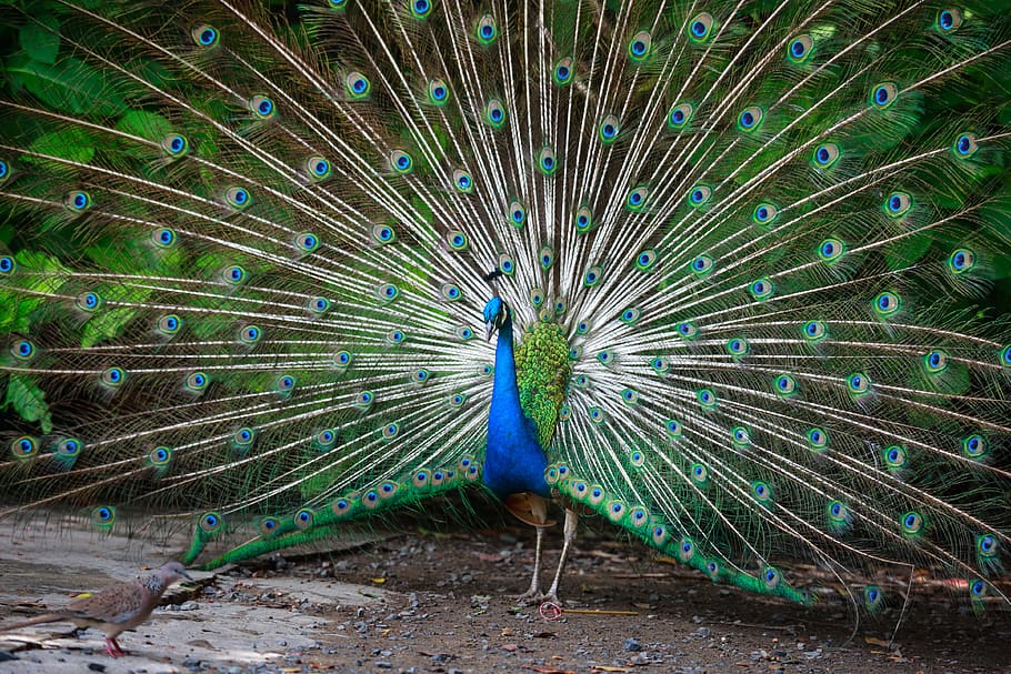 peacock spreading tail, green, feathers, nice, male, blue, color HD wallpaper