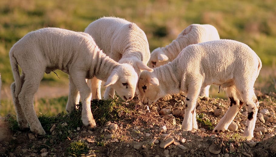 four white lamps grazing on green grass, lamb, the flock, play HD wallpaper