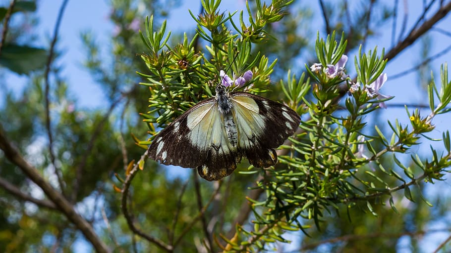 butterfly, macro, flower, insect, nature, natural, wing, green HD wallpaper