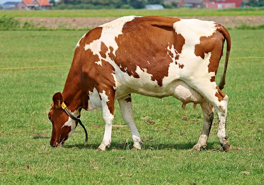 brown and white cow on green grass, Cow, Milk, Milk Cow, Beef, HD wallpaper