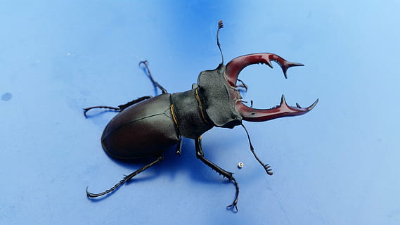 stag-beetle, bug, nature, insect, animal, wildlife, black, biology HD wallpaper