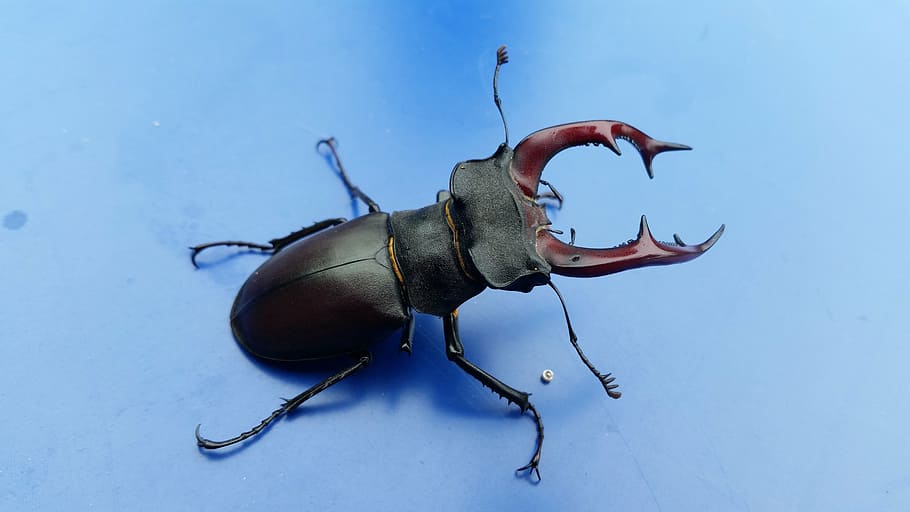 stag-beetle, bug, nature, insect, animal, wildlife, black, biology, HD wallpaper