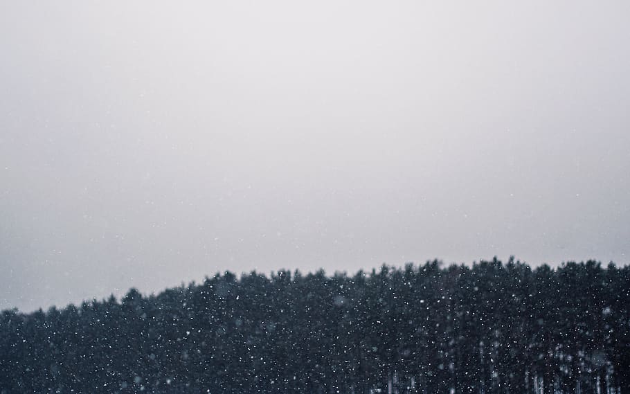 snowing, blizzard, winter, sky, cloudy, trees, forest, woods HD wallpaper