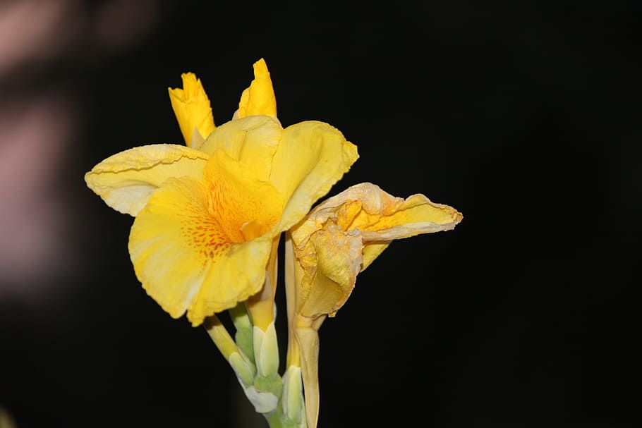 lily, concerning, flower, iris, yellow, flowering plant, petal HD wallpaper