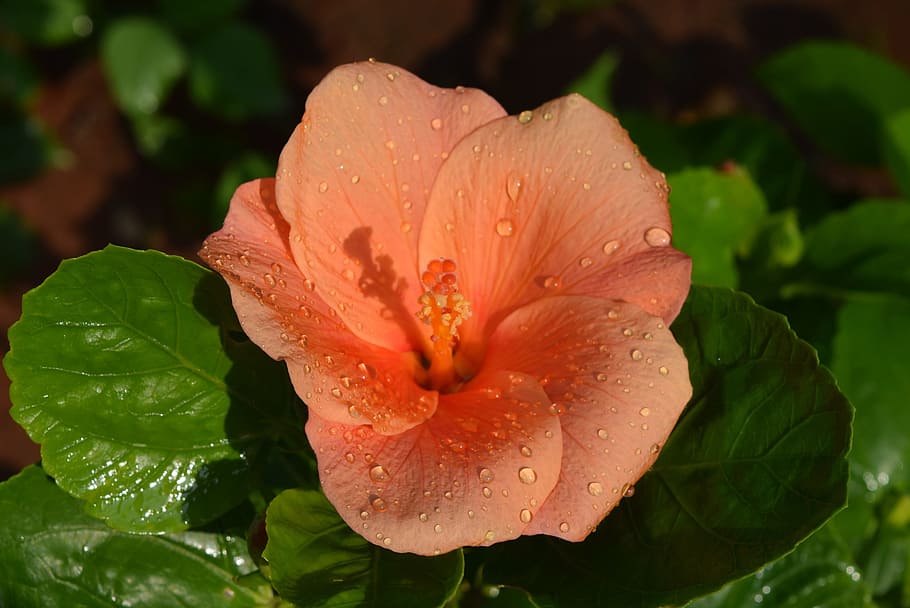 hibiscus rosa-sinensis, flower, orange, drop, water, wet, plant, HD wallpaper