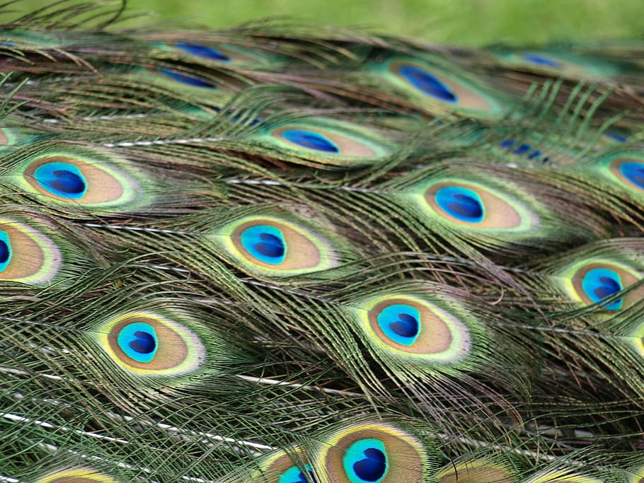 peacock, peacock feathers, colorful, pattern, pavo cristatus, HD wallpaper