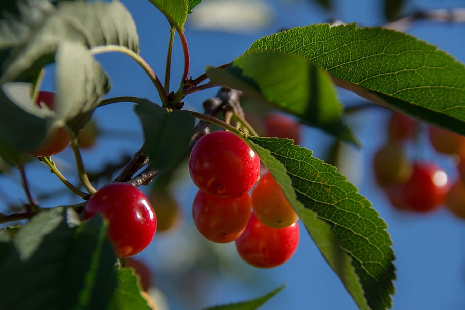 Cherries, Branch, Cherry, Red, agriculture, foliage, tree, fruit HD wallpaper