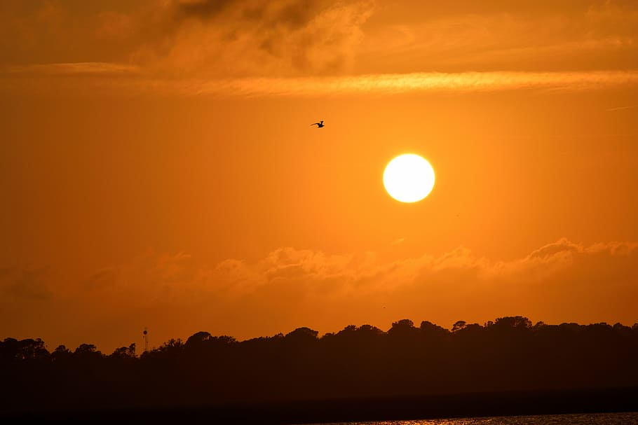 sunset, florida, birds, avian, pelicans flying, sky, wildlife HD wallpaper