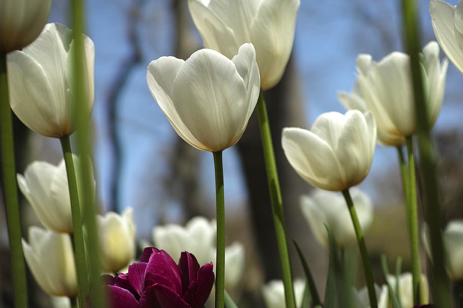 White, Flower, Tulips, Spring, Flowers, nature, plant, environmental HD wallpaper