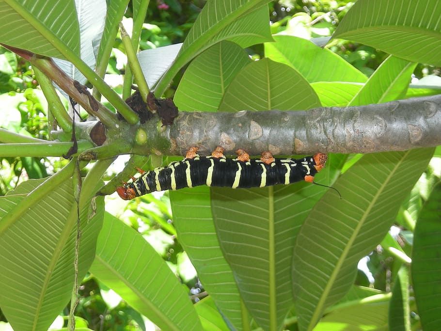 caterpillar, leaf, nature, insect, plant, biology, green sheet HD wallpaper
