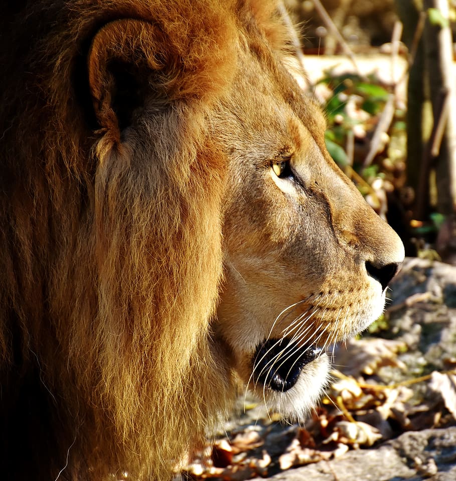 brown lion, predator, dangerous, mane, cat, male, zoo, wild animal HD wallpaper
