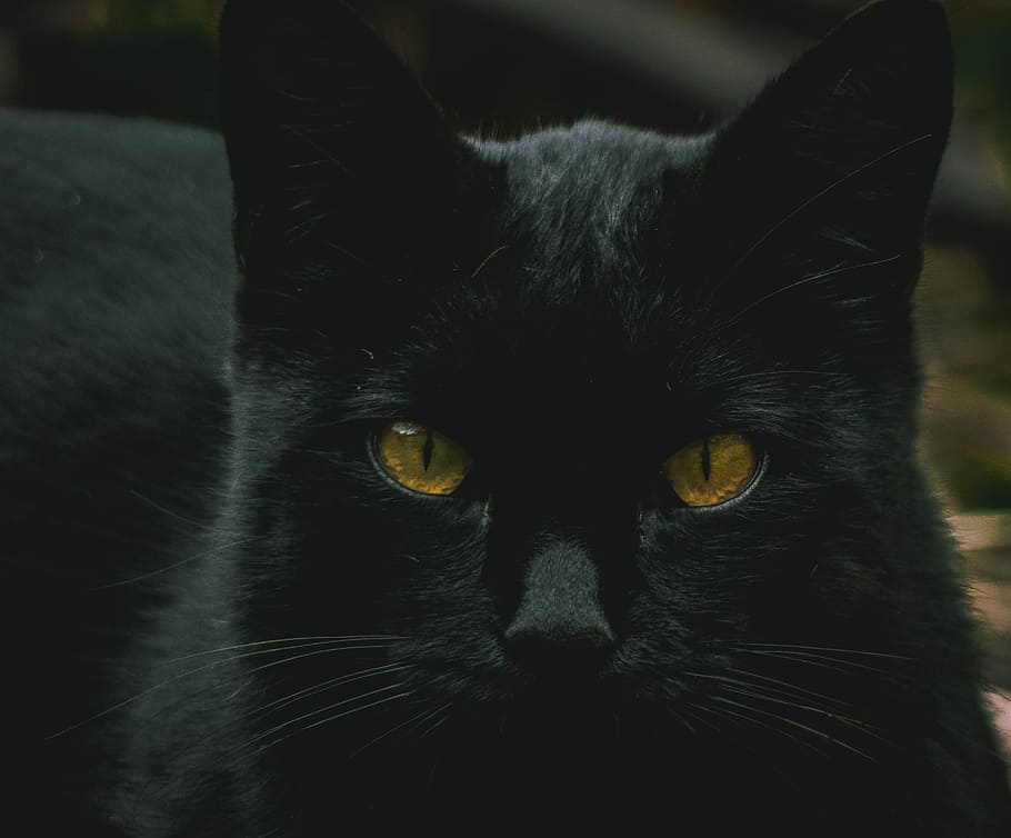 Public Domain. closeup of black cat, black cat, feline, pet, eyes, pets, do...