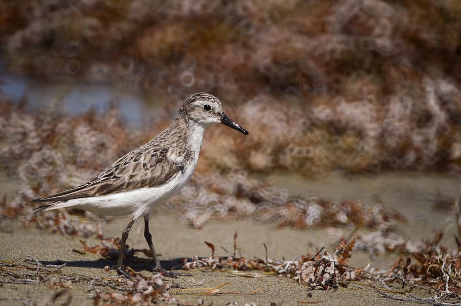 brown sandpiper walking on beach, bird, slim, dull, plain, animal wildlife HD wallpaper