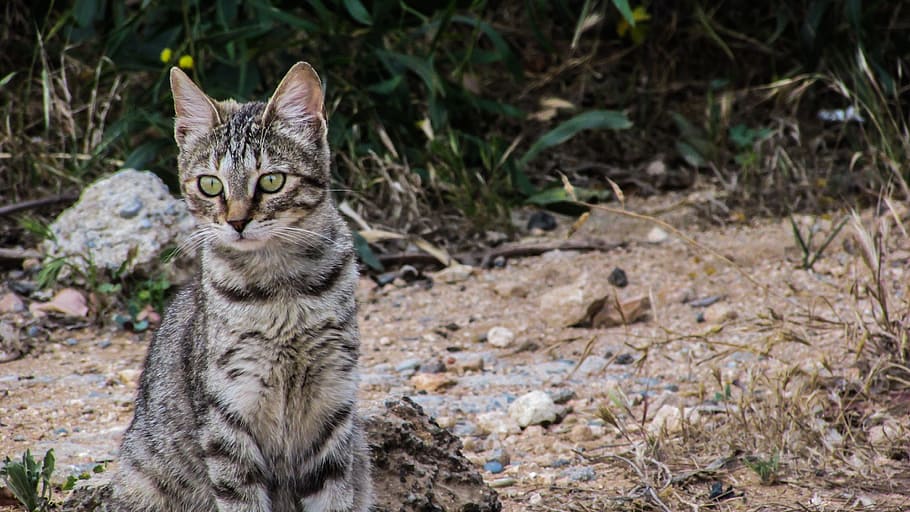 Cat, Stray, Cute, Kitty, Adorable, young, watching, eyes, domestic cat HD wallpaper