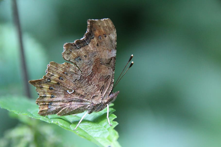 butterfly, insect, invertebrate, nature, one animal, beauty in nature HD wallpaper