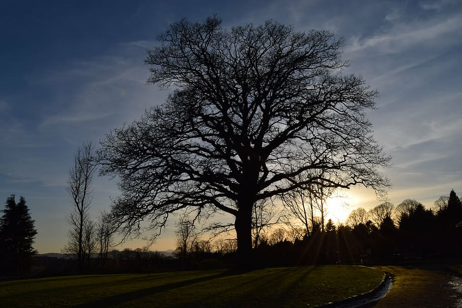 tree, big, big tree, nature, park, natural, sky, plant, beauty in nature HD wallpaper