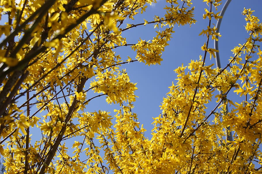 Forsythia, Nature, Yellow, Bush, ornamental shrub, growth, outdoors HD wallpaper