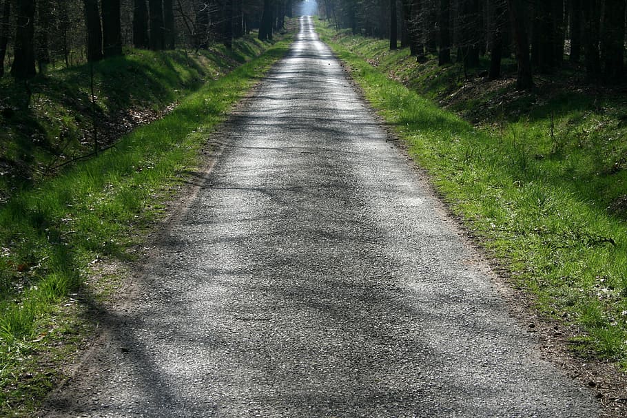 moss, path, landscape, direction, the way forward, plant, footpath HD wallpaper